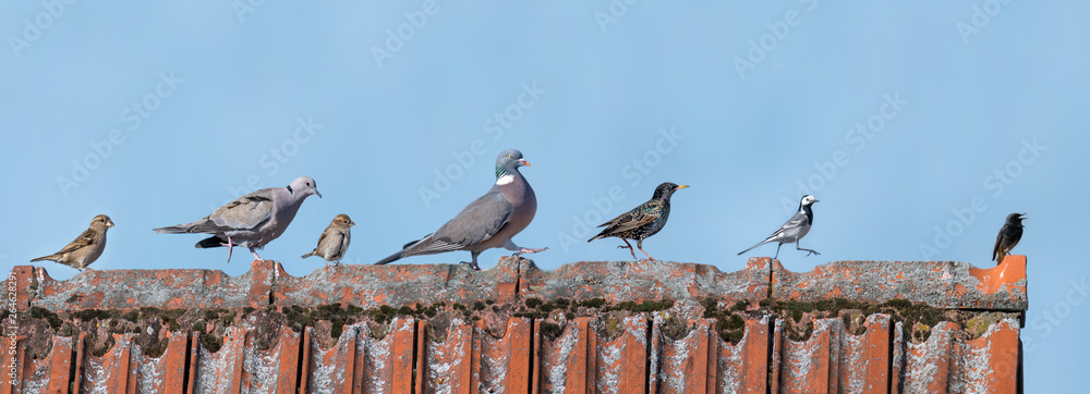 European birds are running in one direction over a roof in front of a blue sky - obrazy, fototapety, plakaty 
