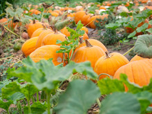 Row Of Big Pumpkins Growing On Farm Field Patch