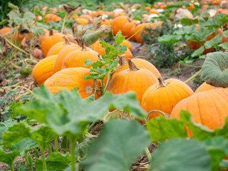 row of big pumpkins growing on farm field patch