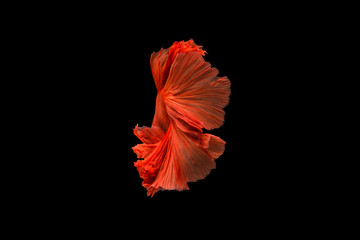 Wall Mural - macro the beautiful small siam betta fish with black isolate background