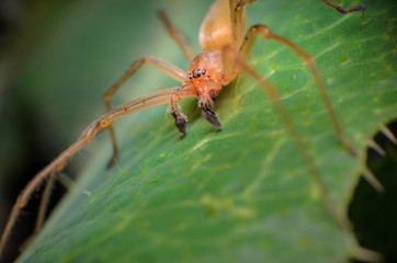 close up of a big orange spider on a leaf