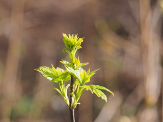 Blooms American maple. The young leaves of the tree. It's spring.