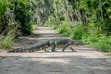 Large Male Alligator Walking Across Path In Florida