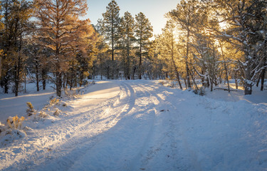 Wall Mural - A snow-covered country road passing through a forest of snow and ice covered trees with the morning sunlight passing through the ice covered branches.