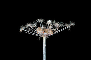 Eurasian harvest mice (Micromys minutus) on dry plant - closeup with selective focus