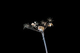 Fototapeta Dmuchawce - Eurasian harvest mice (Micromys minutus) on dry plant - closeup with selective focus