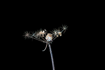 Eurasian harvest mice (Micromys minutus) on dry plant - closeup with selective focus