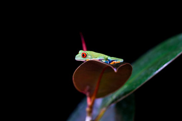  Red-eyed tree frog (Agalychnis callidryas) sitting on a leaf - closeup with selective focus. Black background