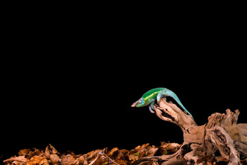 Wall Mural - Rhinoceros chameleon (Furcifer rhinoceratus) on wooden branch - closeup with selective focus. Black backgound.