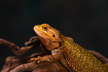 Wall Mural - Bearded dragon (Pogona) on wooden branch - closeup with selective focus