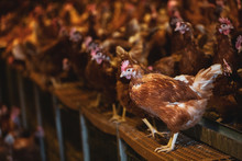 Large Flock Of Brown Hens In A Chicken Barn At A Farm.,Dairy Farm