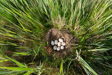 Wall Mural - Nest of Mallard (Anas platyrhynchos) hidden between tall grass and reed with eight fresh white eggs at the Wagenjot on the Wadden Island Texel in the Netherlands. Seen from above.