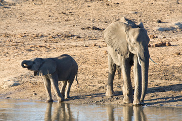 African Elephant (Loxodonta africana) in the Kruger national park, South Africa.