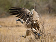 © AGAMI - Critically Endangered African White-backed Vulture (Gyps africanus) in Kruger National Park in South Africa.