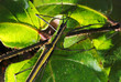 Stick insect (Paraphasma marginale) on a leaf photographed in Guarapari, Espirito Santo - Southeast of Brazil. Atlantic Forest Biome. 