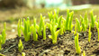 © Alena - sprouts of young bright green grass in early spring in sun rays, close-up