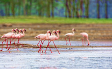 A Variety Of Pink Flamingos, Kenya National Park.