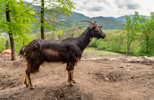 Dark Brown Goat Standing In The Field Looking To The Side.