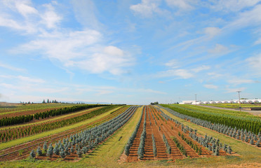 Wall Mural - Looking down a field of crops