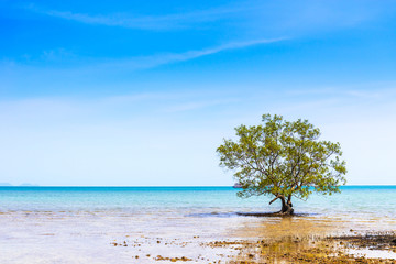 Wall Mural - One Green tree.Seaside blue sky background at the pier Railay Bay, railay Beach railay Amphur Muang, Krabi Thailand is located in the zone of the National Park, the Nopparat Thara Beach,1 apr 2018