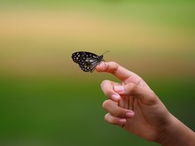 Butterflies On Fingers, Blurred Background, Natural Scenery And Green And Yellow Tones