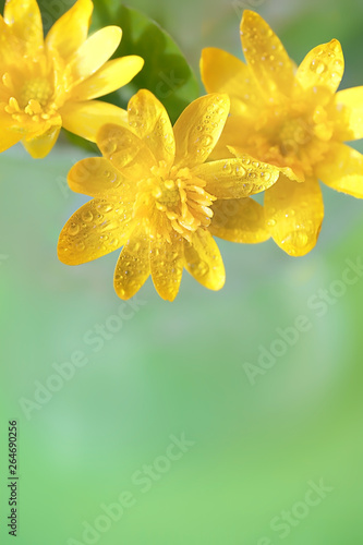 First Spring Flower Marigold Caltha Palustris With Water