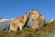 Alpine Marmots, Marmota Marmota, Hohe Tauern National Park, Austria, Europe