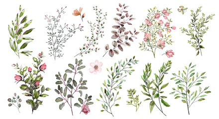 Watercolor illustration.  Botanical collection. A set of wild and garden herbs. Flowers, leaves, branches and other natural elements. All pictures isolated on white background.