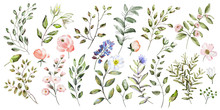Watercolor Illustration. Botanical Collection. Set Of Wild And Garden Flowers, Leaves, Twigs And Other Natural Elements. All Drawings Isolated On White Background.