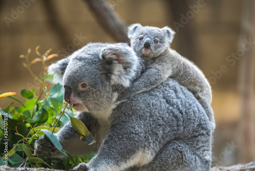 コアラの赤ちゃんをおんぶする母コアラ Buy This Stock Photo And Explore Similar Images At Adobe Stock Adobe Stock コアラの赤ちゃんをおんぶする母コアラ Buy This Stock Photo And Explore Similar Images At Adobe Stock Adobe Stock