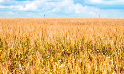 Dry wheat field with cloudy sky