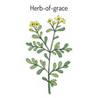 Herb-of-grace (Ruta graveolens), or common rue, medicinal plant