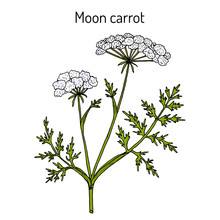 Moon Carrot (Seseli Libanotis), Medicinal Plant