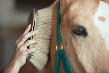 Woman Grooming Horse In Stable