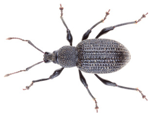 Wall Mural - Otiorhynchus sulcatus is a genus of weevils in the family Curculionidae. Black vine weevil is a pest. Dorsal view of isolated weevil on white background.