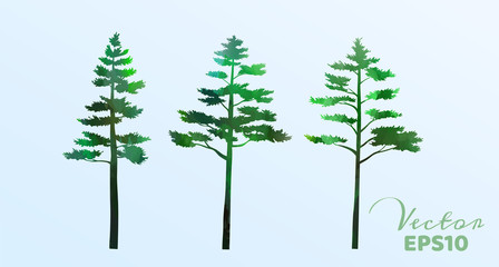 Set of watercolor pine trees . Vector illustration