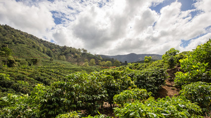 Canvas Print - cafetan fields in the Orosi Valley in Costa Rica