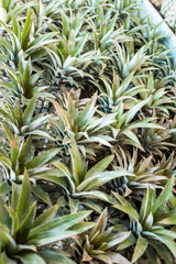 Wall Mural - Ananas at the vegetable market in Phuket, Thailand