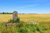 Fototapeta Desenie - Cornfield view with a old milestone in the countryside