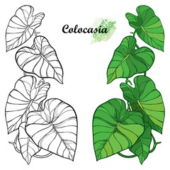 Wall Mural - Set with outline tropical plant Colocasia esculenta or Elephant ear or Taro leaf bunch in black and green isolated on white background. 