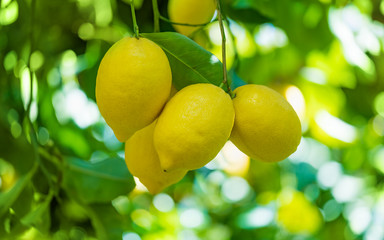 Yellow lemons on lemon tree with green leaves