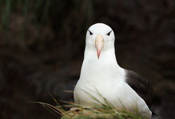 Wall Mural - close up of a black-browed albatross against black background