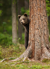 Wall Mural - European brown bear cub hiding behind the tree