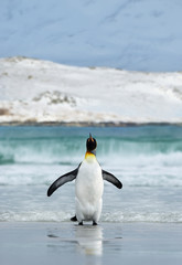 Wall Mural - king penguin coming ashore from blue ocean water