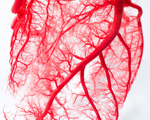 Blood vessel system of an heart 