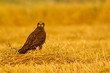 Wild bird. Yellow nature background. Bird: Western Marsh Harrier. Circus aeruginosus. 