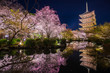 京都　東寺の五重塔と桜　夜景
