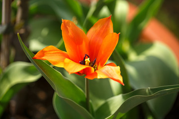 Wall Mural - single red tulip with pointed petals in spring garden.