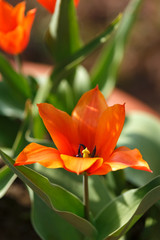 Wall Mural - red tulips with pointed petals in spring garden.