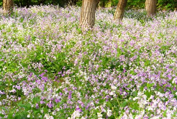 Wall Mural - a beautiful panorama of the wild flower hill , a beautiful panorama of the wild flower field